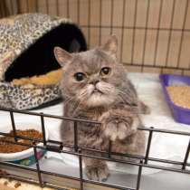 Стойкий Маркиз ищет дом, в Москве