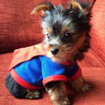 Йоркширский терьер Якутск, в Якутске