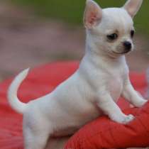 Чихуахуа Вологда, в Вологде