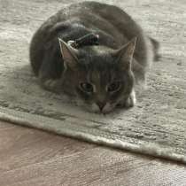 Кошка, в Салавате