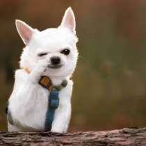 Погуляю с вашей собакой, в Оренбурге