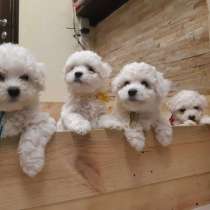 Бишон ФРИЗЕ ЩЕНКИ, в Челябинске