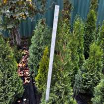 Тут смарагд, смарагд Голд, колумна, в Нальчике