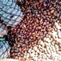 Куплю кедровы орех, в Томске