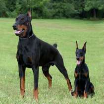 Доберман Махачкале, в Махачкале