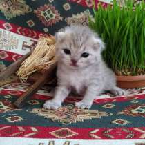 Продается шотландский котенок, в г.Баку