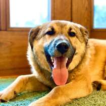 Молодой песик Джеки ищет любящих хозяев, в Москве