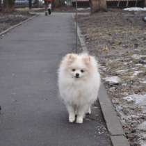 Радомир С Рублевки, продажа, д. р.12.09.2016г, в Москве