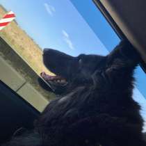 Срочно ищем хозяина для чистокровной немецкой овчарки Веги, в Москве