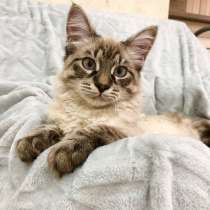 Голубоглазый котенок Оксфорд ищет дом, в Москве