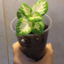 Колеус (крапивка), в Севастополе