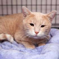 Ласковый Прохор мечтает о доме, в Москве