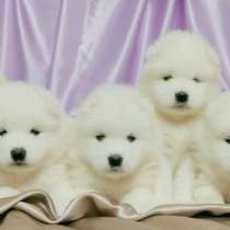 Щенки самоеда, в Иркутске