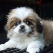 Пекинес Анапа, в Анапе