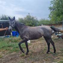 Продается лошадь, в Майкопе