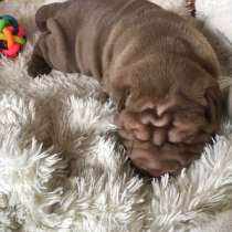 Продам щенков шарпая, в г.Москва