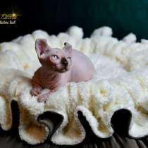 Котёнок DWELF, в г.Хайфа