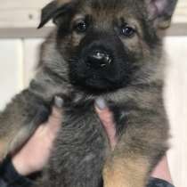 Продаются, в Сургуте