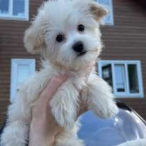 Мальтипу ф1 мини, в Москве