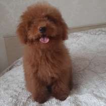 Toy poodle. Boy red brown, в г.Герольштайн