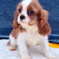 Кавалер кинг чарльз спаниель мальчик бленхейм, в Санкт-Петербурге