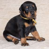 Доберман Тобольск, в Тобольске