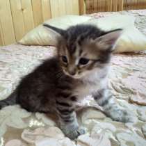 Котёнок в добрые руки - девочка, 1,5 месяца, в Раменское