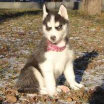 Щенок хаски - девочка, в Москве