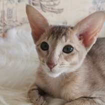 Orientalshorthaircat, в Благовещенске