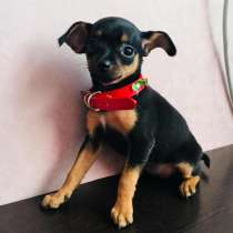 Той терьер Смоленск, в Смоленске