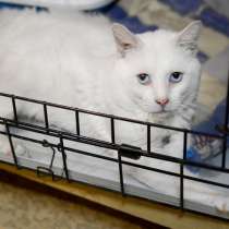 Общительный Снежок мечтает о любящей семье, в Москве