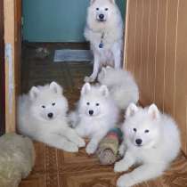 Самоеды щенки 2.5мес, привиты, мальчики и девочки, в Ростове-на-Дону