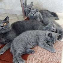 Роскошные британские котята из профессионального питомника, в г.Минск
