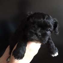 Ши - тцу, в Москве