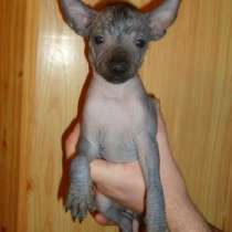 Щенки Мексиканской голой собаки-миниатюра, в Санкт-Петербурге