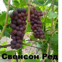 Саженцы винограда, в Нижнем Новгороде