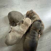 Отдаем в добрве руки, в Пскове