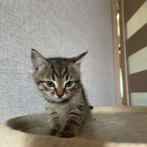 Котята-мальчики, в Нижнекамске