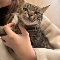 Кошечка,около года,безумно ласскова,ручная.(стерелизованная), в Арсеньеве