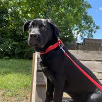 Щенок в добрые руки Кане-корсо, в Краснодаре