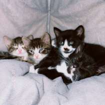 Котята в добрые руки, в Санкт-Петербурге