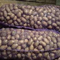 Продам картофель &laquo;Королева Анна&raquo;, в Москве