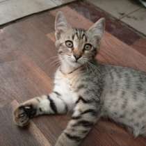 Яркий добродушный мини леопардик ищет дом, в Саках