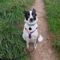 Маленькая домашняя собачка ищет дом, в г.Санкт-Петербург