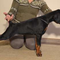 Щенки Добермана !!!!!, в г.Минск