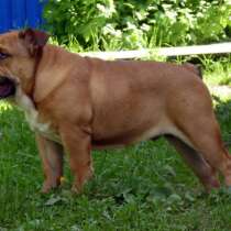 Щенок английского бульдога, в Москве