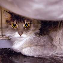 Осторожная Пышка ищет чуткого хозяина, в Москве