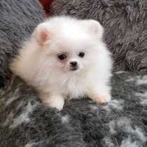 Шпиц Благовещенске, в Благовещенске