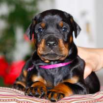 Доберман Сургут, в Сургуте