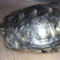 Красноухая черепаха бесплатно, в Санкт-Петербурге